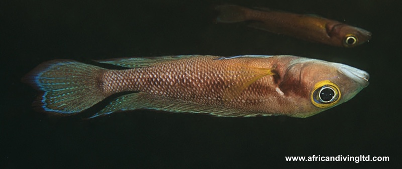 Neolamprologus furcifer 'Musi Point'